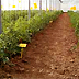 Orientamento varietale in ombrario del pomodoro da mensa a grappolo