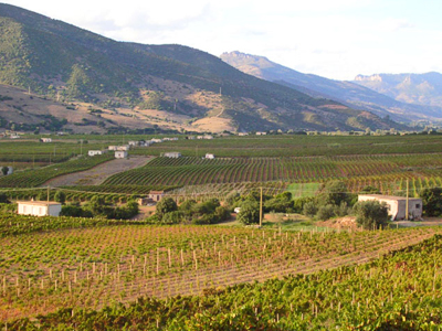 La zonazione vitivinicola esalta le peculiarità dell’agro-ecosistema che si riperquotono sulle uve e sui vini esaltandone le caratteristiche.