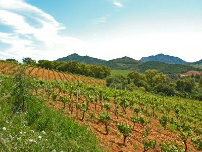 Il Cannonau è il vitigno maggiormente diffuso in Ogliastra