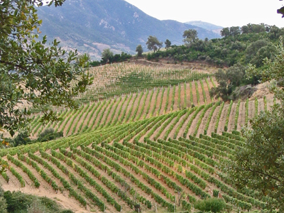 L’ambiente di produzione determina un arricchimento dell’immagine del vino, poiché esso viene legato al territorio e alla zona di origine, affermandone il carattere di tipicità.