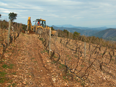 Il Cannonau in Ogliastra è spesso coltivato su terreni con pendenze che possono arrivare oltre il 25%.