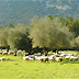 Il Piano di Sviluppo Rurale 2000 - 2006 per la Regione Sardegna Il Piano di Sviluppo Rurale 2000 - 2006 per la Regione Sardegna