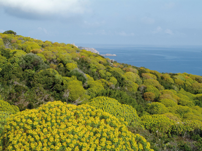 Paesaggio con Euforbie nell'isola dell'Asinara