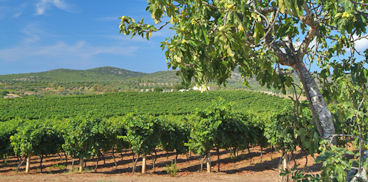 I vitigni della Sardegna