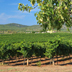 I vitigni della Sardegna
