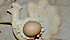 Cocoi con s'ou: pane con l'uovo. Il pane che si prepara per le festività pasquali