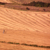 Giornata informativa: la filiera del grano duro Giornata informativa: la filiera del grano duro