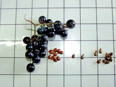 Grappolo e vinaccioli di vite selvatica (sinistra) e vinaccioli del vitigno coltivato Malvasia di Sardegna. Da notare la forma rotonda primi rispetto a quella allungata dei semi coltivati.