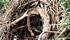 Le ragguardevoli dimensioni di un tronco di una vite selvatica nella Sardegna meridionale.