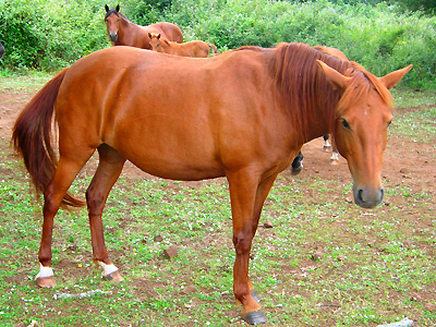 Cavallo del Sarcidano
