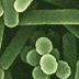 Cocchi e bacilli al microscopio elettronico - Foto Università di Sassari
