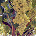 L’innovazione del comparto della viticoltura da mensa in Sardegna