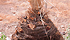 Punteruolo rosso delle palme Rhynchophorus ferrugineus (Olivier)