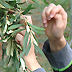 Una giornata con le scuole per la raccolta delle olive