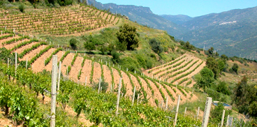 Zonazione viticola del Cannonau di Jerzu