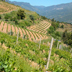 Zonazione viticola del Cannonau di Jerzu