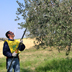 Potatura dell'olivo, concorso Ischimadorza