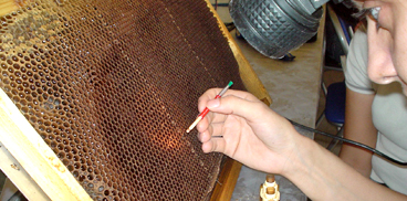 Apicoltura: rimozione di larve in una covata