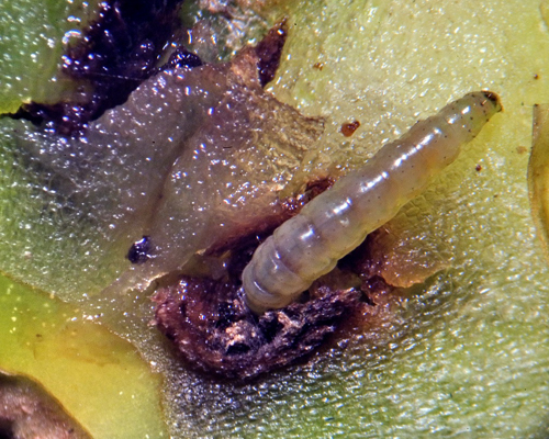 Tignola del pomodoro (Tuta absoluta) allo stadio larvale