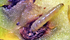 Tignola del pomodoro (Tuta absoluta) allo stadio larvale