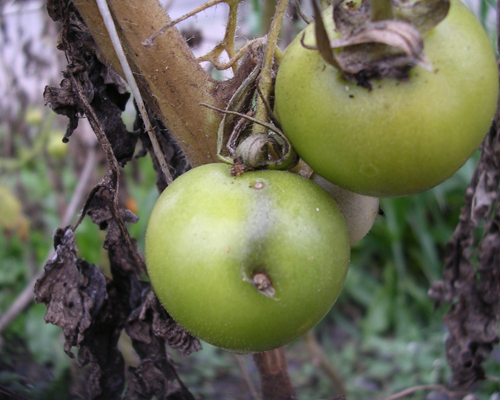 Tignola del pomodoro (Tuta absoluta): danni alla produzione