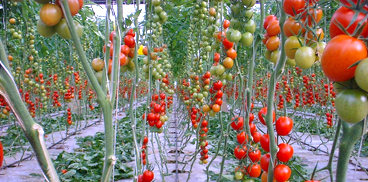 Coltivazione di pomodoro in serra