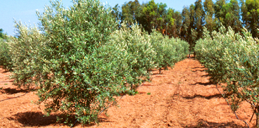 Impianto di oliveto