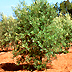Impianto di oliveto