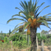 Palma