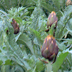 Carciofo spinoso sardo