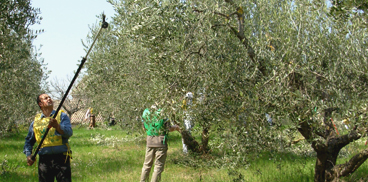 Potatura dell'olivo