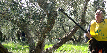 Potatura dell'olivo