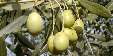 Olivo, particolare