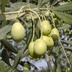 Olivo, particolare