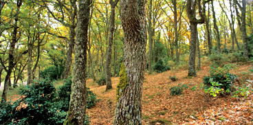 Foreste della Sardegna