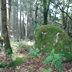 Foreste