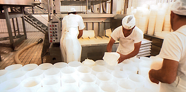 Lavorazione prodotti lattiero caseari 