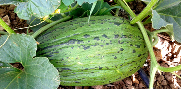 Melone tipologia 