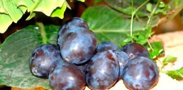 Susino, varietà Nera sarda