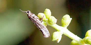 Tignola dell’olivo (Prays oleae) 