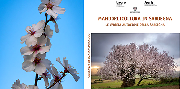 Pubblicazione: Mandorlicoltura in Sardegna. Le varietà autoctone della Sardegna