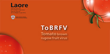 Tomato Brown Rugose Fruit Virus (ToBRFV)