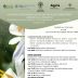 Palmas Arborea