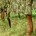 Linee guida di ricerca per il sughero e la silvicoltura 