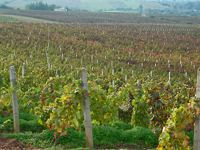 Un vitigno di uve Cannonau 