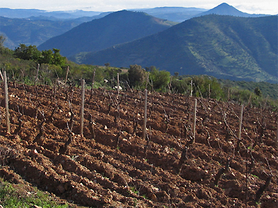 La viticoltura di montagna deve essere gestita in modo sostenibile per la tutela del reddito, la conservazione della risorsa suolo e il mantenimento del bene paesaggistico.