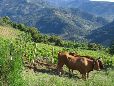 La viticoltura di montagna conserva, fortemente radicati, componenti molto antichi legati alle tradizioni.