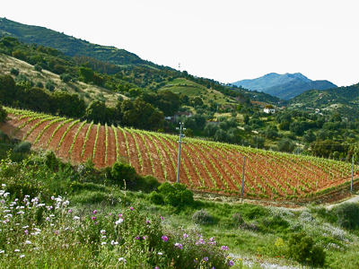 L’esposizione dei versanti svolge un ruolo positivo per la qualità del prodotto vitivinicolo perché regola l’insolazione e la ventilazione