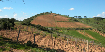 Tutela e valorizzazione della viticoltura di montagna