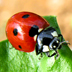 Coccinella, insetto dell'ordine dei Coleotteri